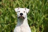 DOGUE ARGENTIN 366